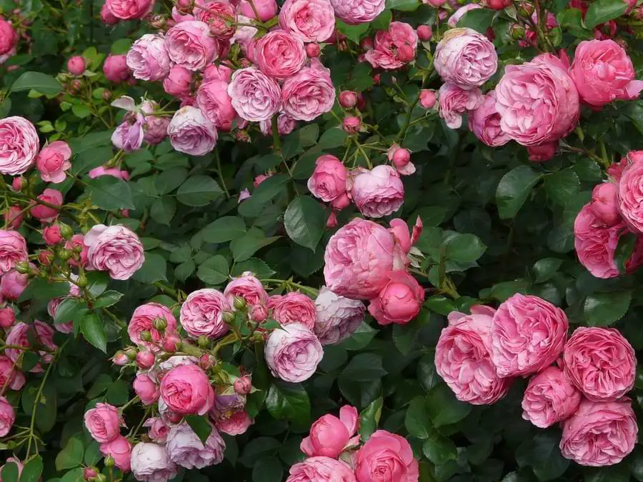 what are floribunda roses
