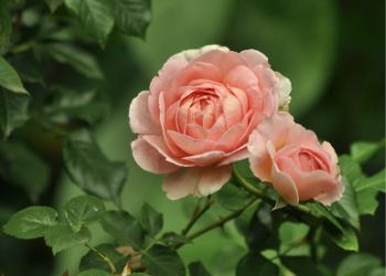 what are grandiflora roses
