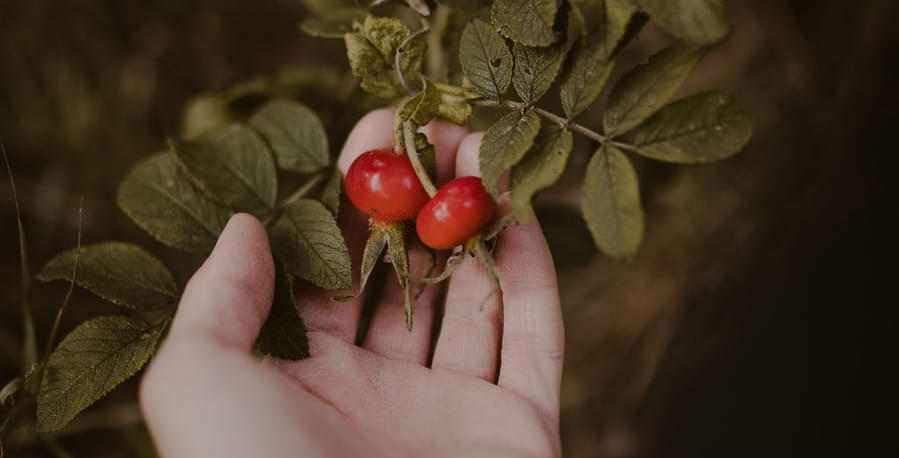 when to pick rose hips