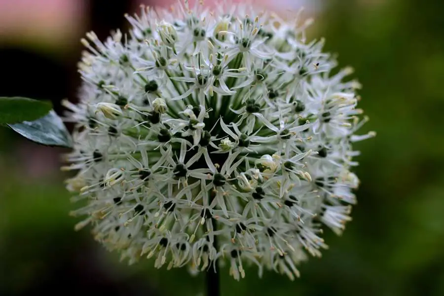 white allium