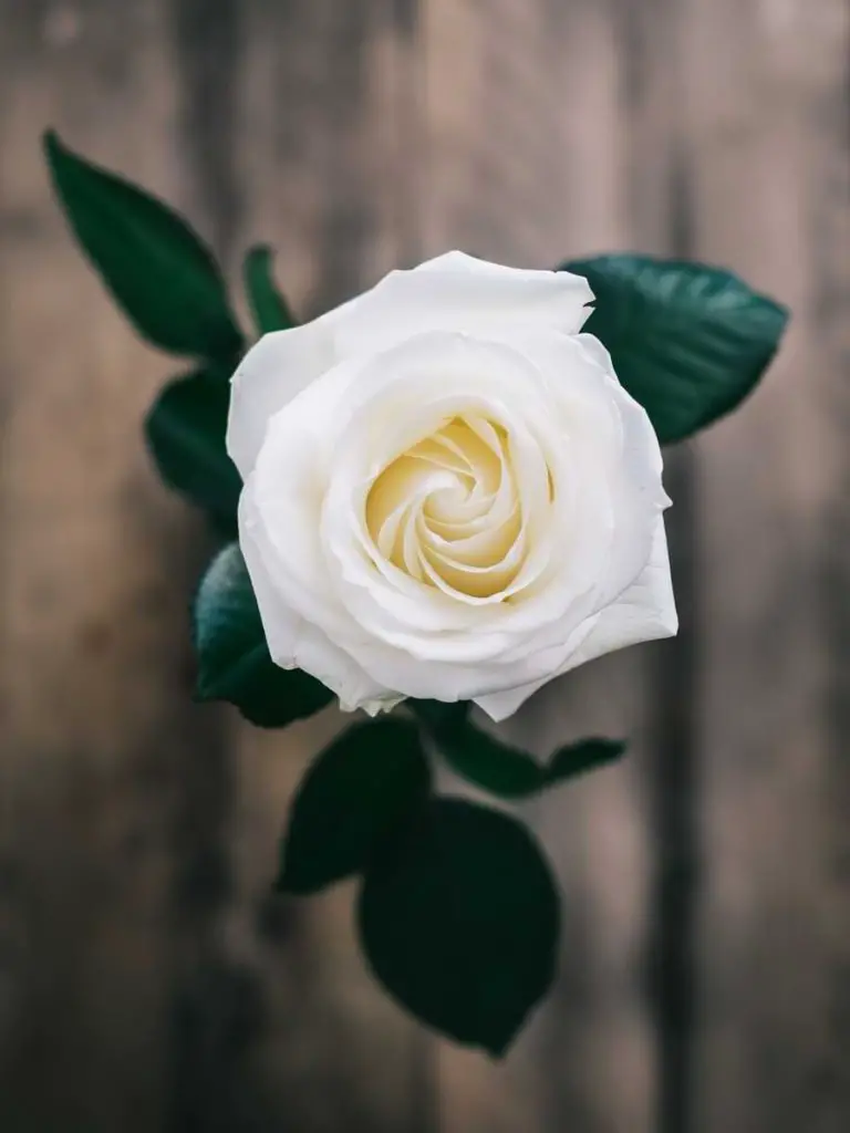 white hybrid tea rose