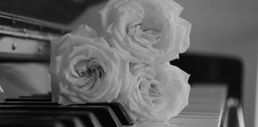 white rose meaning in music