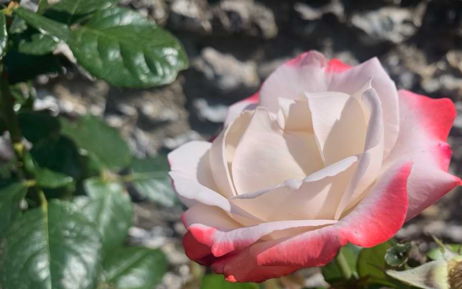 white rose with pink tips
