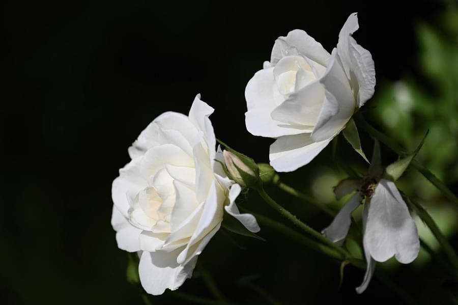 white roses meaning