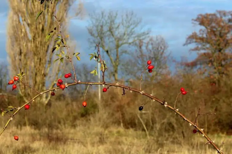 Where Do Roses Grow? Locations, Climate, and Requirements