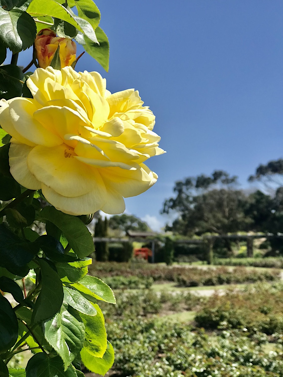 Rambling Rose vs Climbing Rose, Differences, Care, Uses