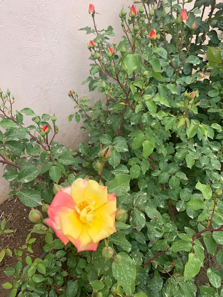 yellow rose bush