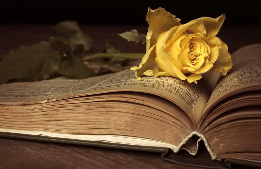 meaning of yellow roses in literature
