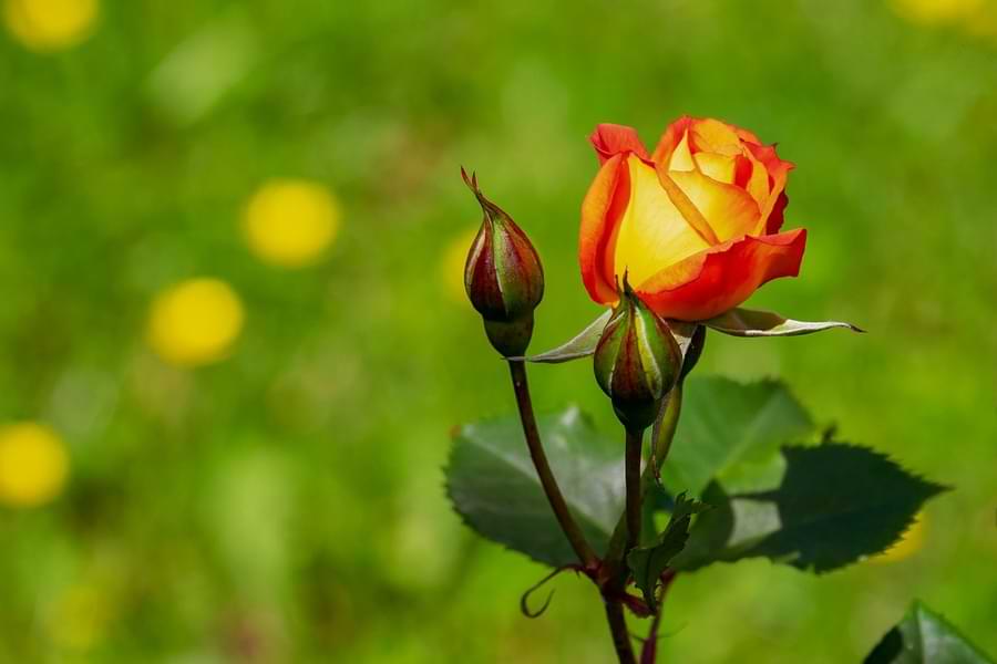 yellow rose with red tips