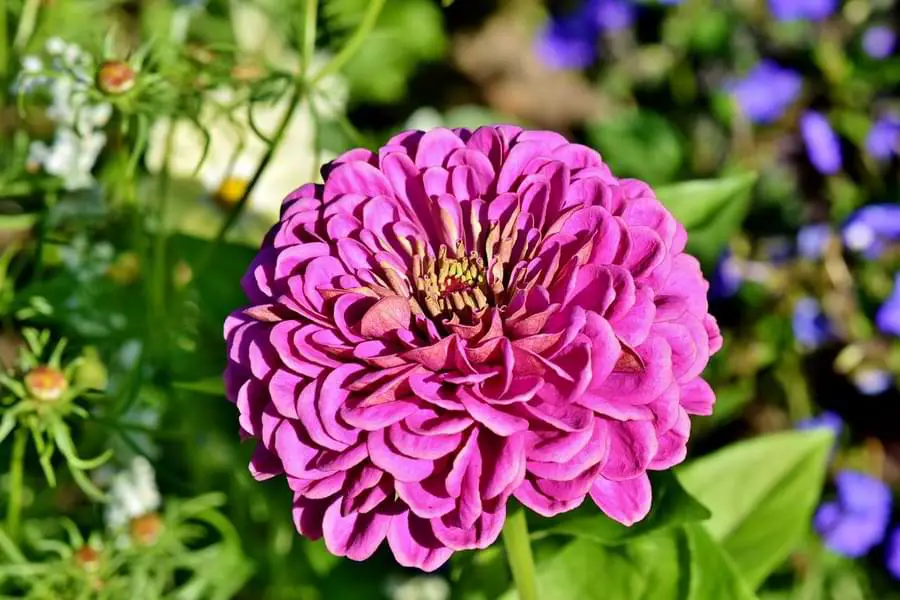 zinnia plant