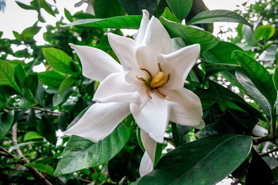Cape Jasmine – Gardenia Jasminoides (gondhoraj flower)