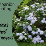 Rose and hydrangeas