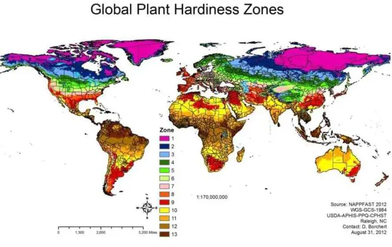 When Do Roses Bloom, What Months, Based on Zone and Place