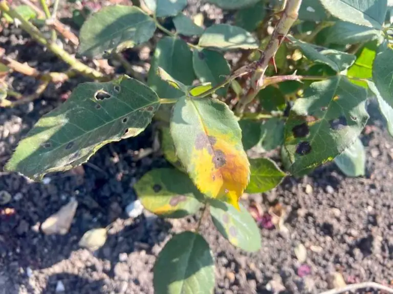 Black Spot Disease on Roses Treat It and Prevent It