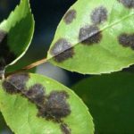 black spot disease on roses