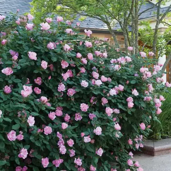 blushing knock out rose - knock out rose companion plants