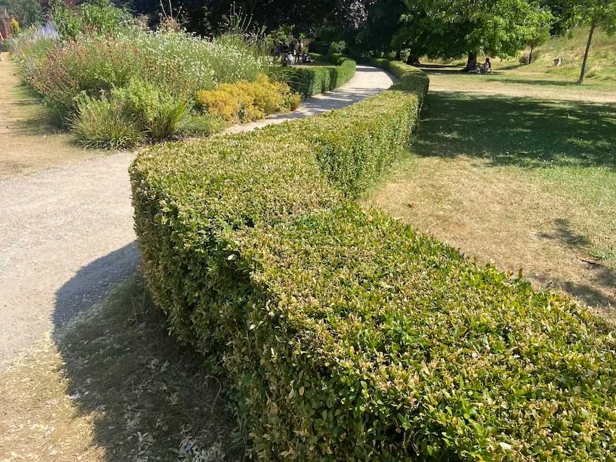 boxwood borders in a formal setting
