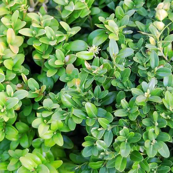 calgary boxwood