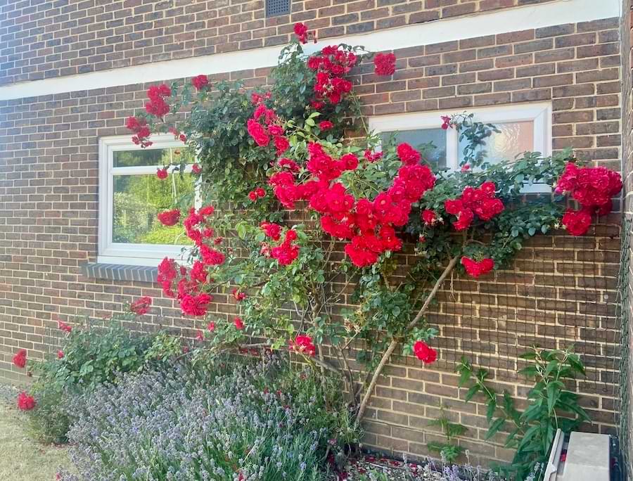 climbing rose against wall