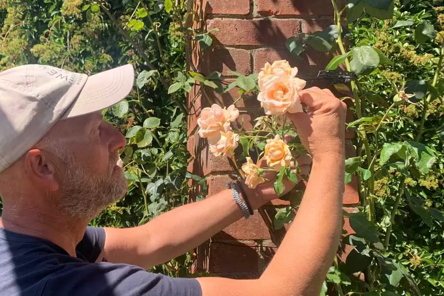 me and my climbing rose