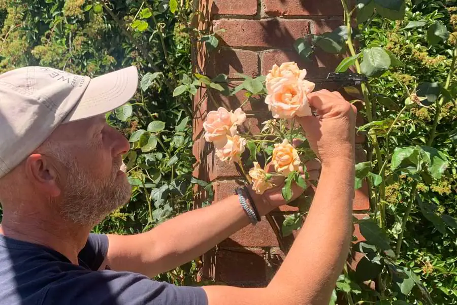 climbing rose and me