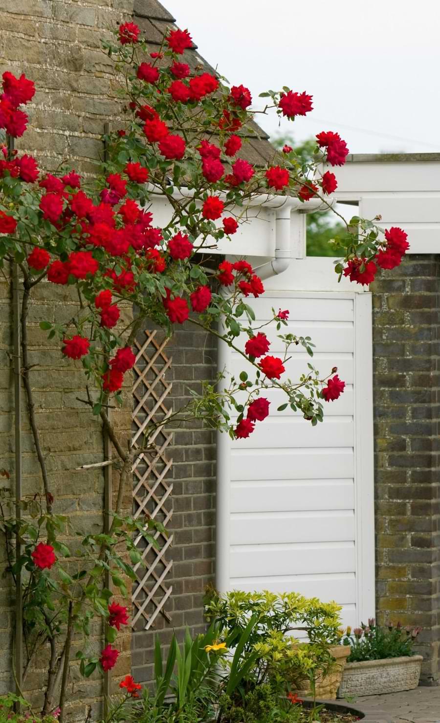 Rambling Rose vs Climbing Rose, Differences, Care, Uses