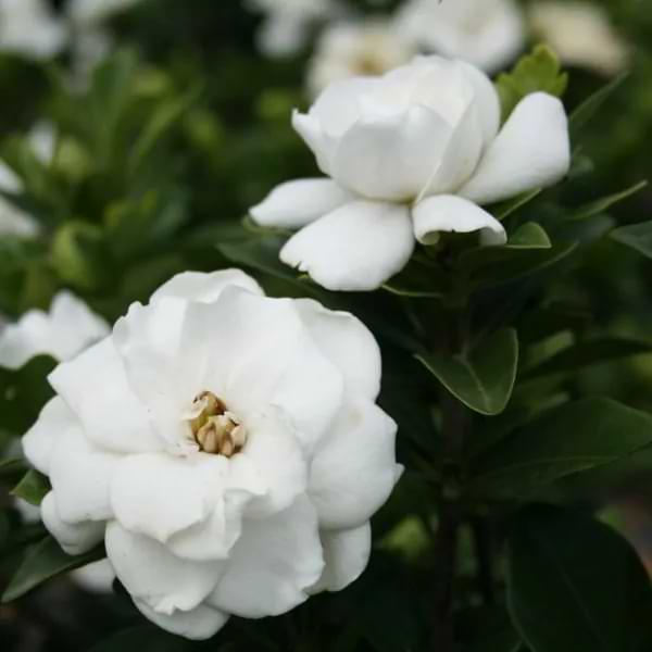 crown jewel gardenia