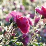 do mini roses need full sun