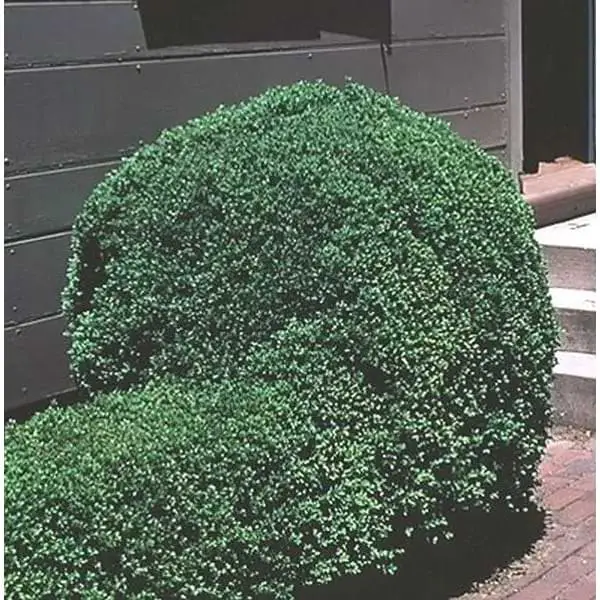 emerald jewel boxwood