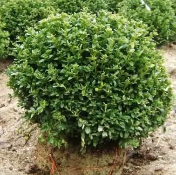 green velvet boxwood