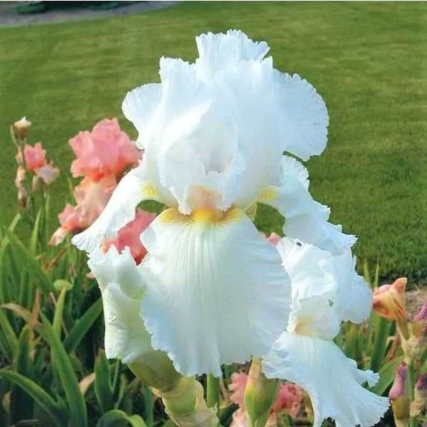 immortality tall bearded iris