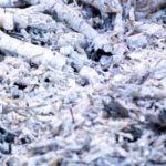 is wood ash good for roses