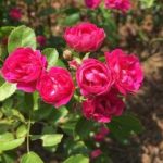 keep mini roses blooming