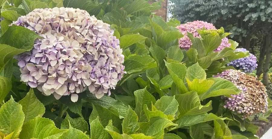 large hydrangeas