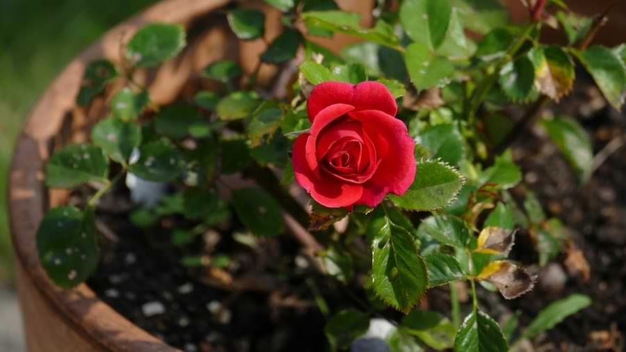mini rose not blooming