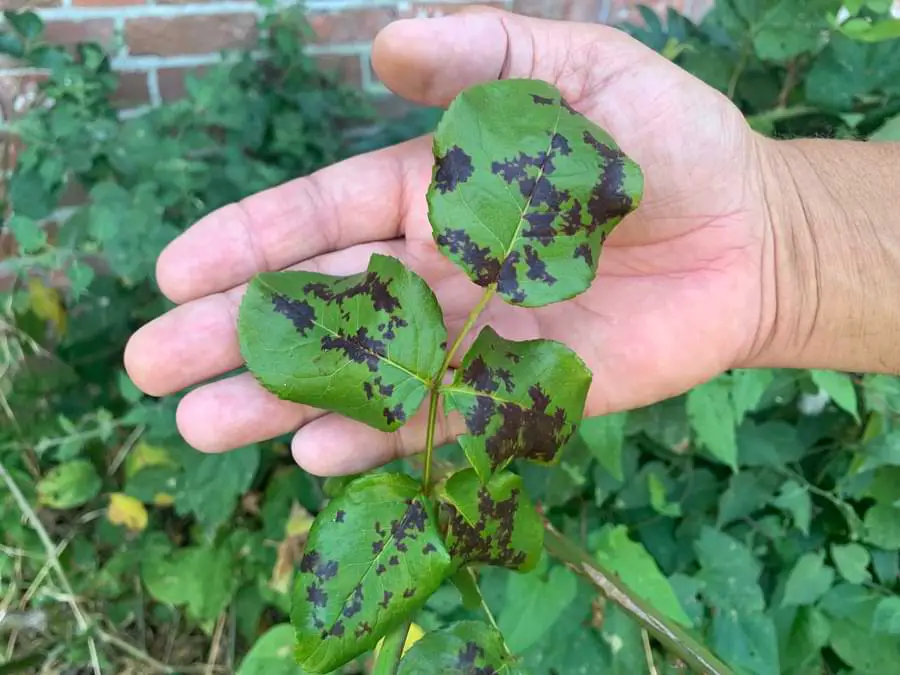 Black Spot Disease On Roses Treat It And Prevent It