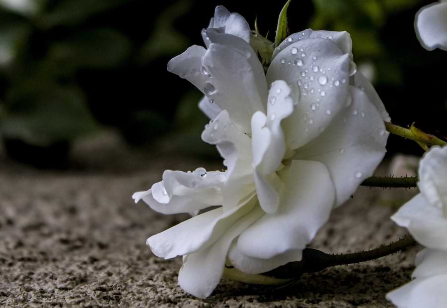 Best NPK Ratio for Roses Types, Advice, and