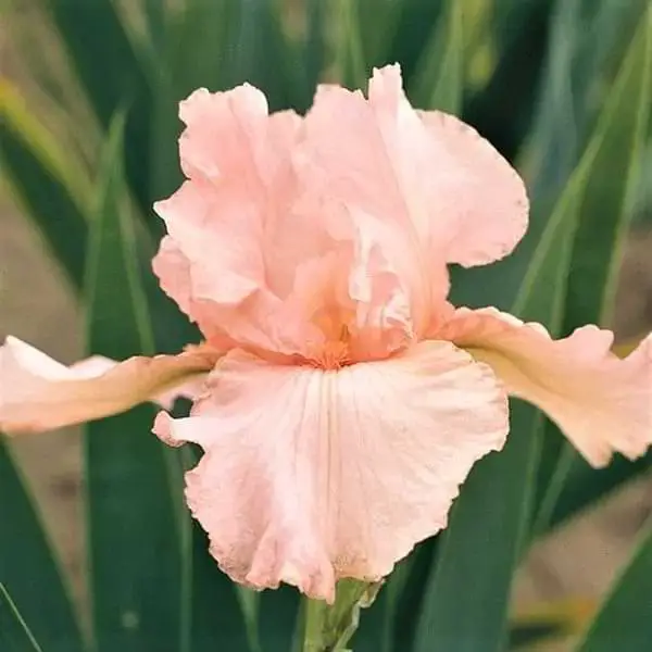 Pink Attraction Bearded Iris