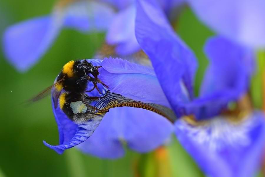 planting roses and irises attracts pollinators