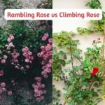 rambling rose vs climbing rose