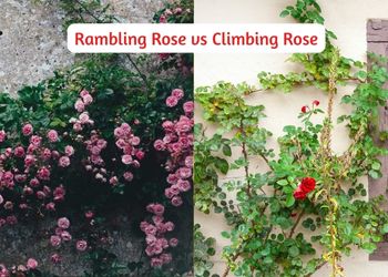 rambling rose vs climbing rose
