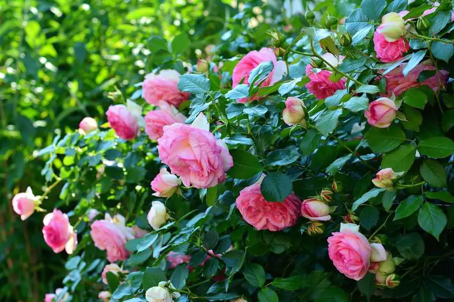 rose bush flowering