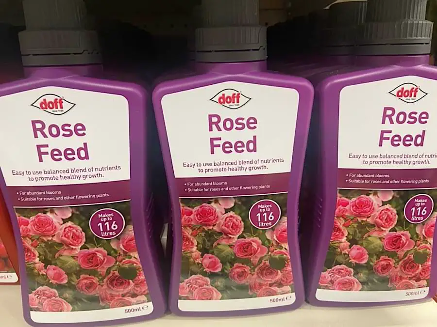 rose feed