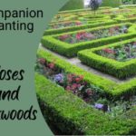 roses and boxwoods