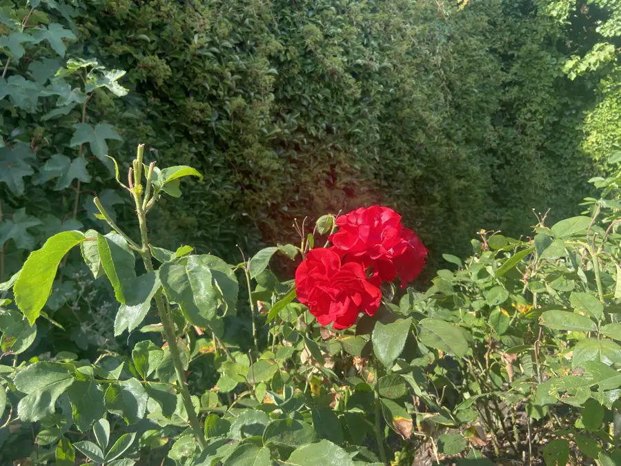 boxwoods and roses