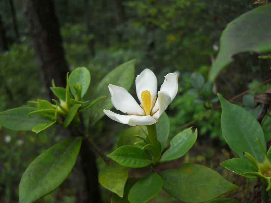 roses and gardenia