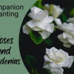 roses and gardenias