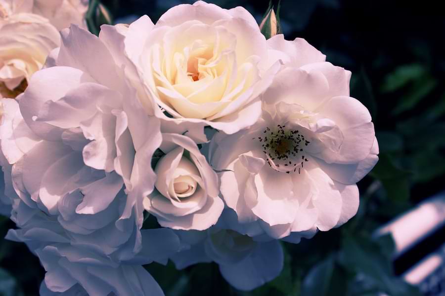 roses and gardenias together