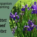 roses and irises