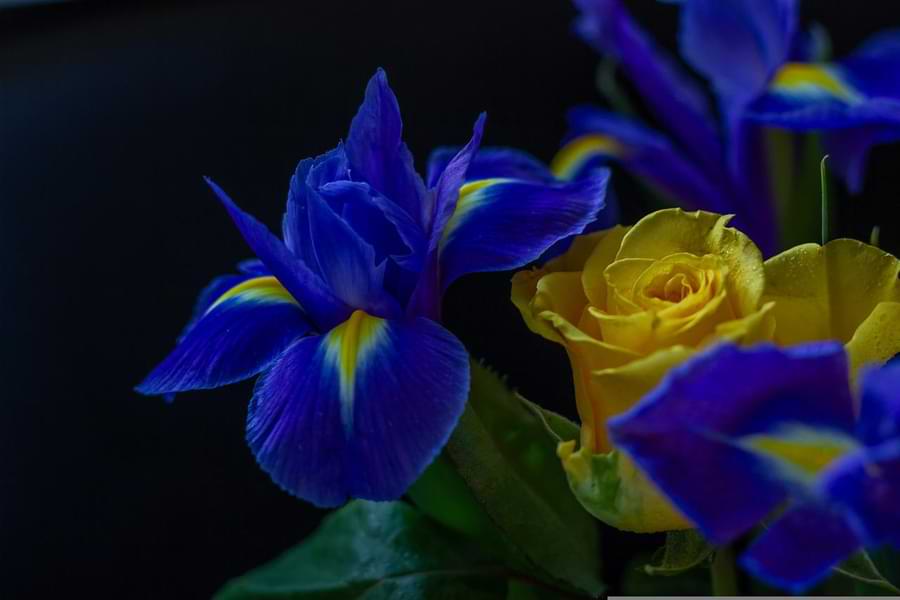 roses and irises